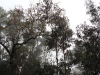 Wanderung an der Levada da Serra do Faial