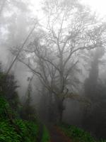 Wanderung an der Levada da Serra do Faial