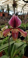 Orchideengarten Quinta da Boa Vista 