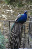 Castelo de São Jorge (16)