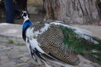 Castelo de São Jorge (17)