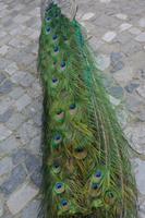 Castelo de São Jorge (18)