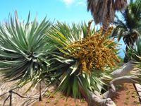 Madeira - Vegetation 