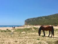 Tag 2 - Pferd am Strand