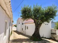 Tag 3 - Olivenbaum im Dorf Penina 