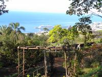 Madeira - Botanischer Garten 
