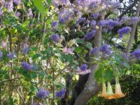 Madeira - Botanischer Garten 