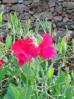 Madeira - Botanischer Garten 