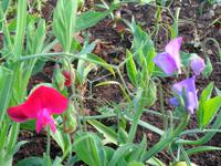 Madeira - Botanischer Garten 
