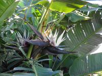 Madeira - Botanischer Garten 