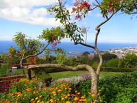Madeira - Botanischer Garten 