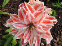 Madeira - Botanischer Garten 