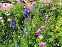 Madeira - Botanischer Garten 