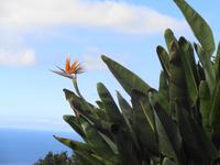 Madeira - Botanischer Garten 