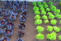 Madeira - Botanischer Garten 