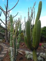 Madeira - Botanischer Garten 