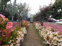 Madeira - Botanischer Garten 