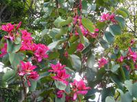 Madeira - Botanischer Garten 