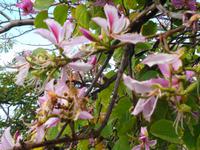 Madeira - Botanischer Garten 