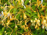 Madeira - Botanischer Garten 