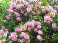 Madeira - Botanischer Garten 