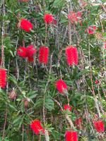 Madeira - Botanischer Garten 