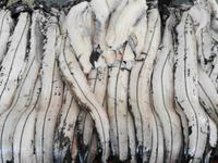 Madeira - Funchal, Markthalle 