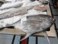 Madeira - Funchal, Markthalle 