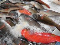 Madeira - Funchal, Markthalle 