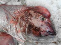 Madeira - Funchal, Markthalle 