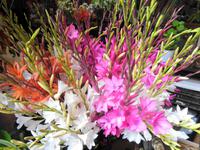 Madeira - Funchal, Markthalle 