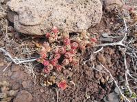 Madeira - Wanderung zur Ponta de São Lourenço