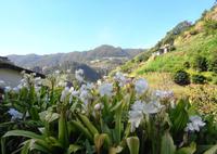 Madeira - Wanderung Levada dos Maroços