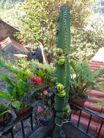 Madeira - Wanderung Levada dos Maroços