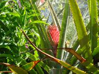 Madeira - Wanderung Levada dos Maroços