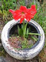 Madeira - Wanderung Levada dos Maroços