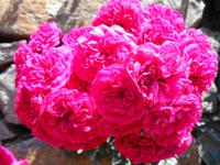 Madeira - Wanderung Levada dos Maroços