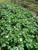 Madeira - Wanderung Levada dos Maroços