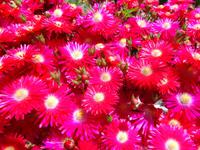 Madeira - Wanderung Levada dos Maroços