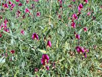 Madeira - Wanderung Levada dos Maroços