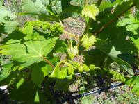 Madeira - Weinanbau in Caniçal