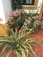 Überall tolle Blumen