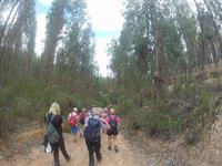 Wanderung im Eukalyptuswald