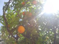 Orangenbaum