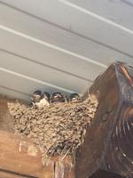 Bewohnter von Monte dom Manuel