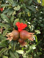 Blüte und Frucht eines Granatapfels