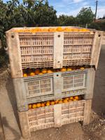 Orangenplantage in der Nähe von Silves