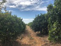 Orangenplantage in der Nähe von Silves