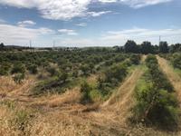 Orangenplantage in der Nähe von Silves