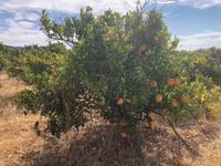 25jähriger Orangenbaum